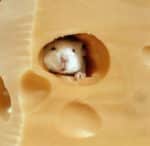 mouse cheese 150x146 - 「病気は才能」なんて言われたくなかった