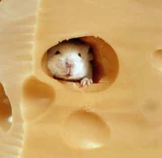 mouse cheese - しびれはどこへ消えた？
